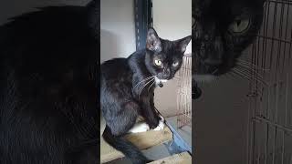 Makanya sikat gigi meng 😁shorts cat comedy viralvideo videolucu catlover kucing funnykitten [upl. by Collbaith]