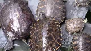 Turtles Atocha station Madrid [upl. by Goetz]