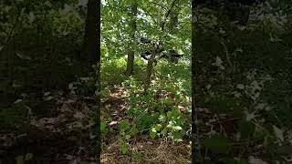 Hidden hammock set up near foot path WildCamping Camping [upl. by Einnoj]