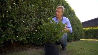 How to Grow Hedge Screens  At Home With P Allen Smith [upl. by Soigroeg845]