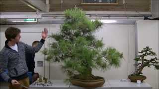 Demo Teunis Jan Klein op een Pinus halepensis yamadori [upl. by Kcirdle]