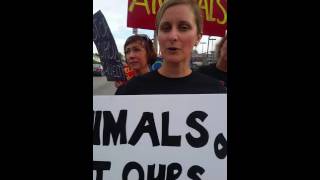 CINCINNATI PROTEST OF ZERBINI FAMILY CIRCUS amp RANCHOS LOS EXCLUSIVOS BULL RIDING HAM CO FAIR [upl. by Haniraz]