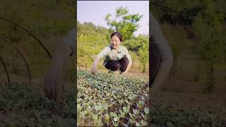 Watermelon farming techniques from farmers shorts ytshorts farming [upl. by Aielam162]