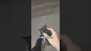 Este gatito se ha quedado sin su familia gatos cats catshorts [upl. by Cozmo]