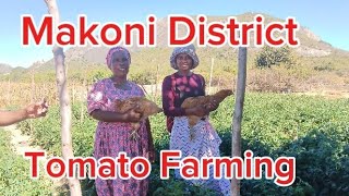 She is a small farmer in Makoni District  Agritech Farming  AgroAfrican Village life Tomatoes [upl. by Lekzehcey145]