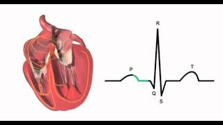 Cardiac conduction system and its relationship with ECG‬ [upl. by Asirak475]