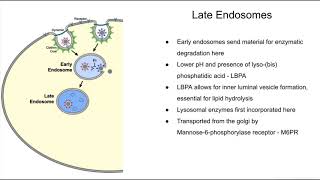 Summary of the endocytic pathway and lysosomal dysfunctions [upl. by Aivatnohs]