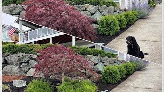 Before and After pruning an Acer palmatum Japanese Laceleaf Maple  Never been pruned on Camano Is [upl. by Jaworski]