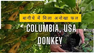 Colambia के बगीचे में मिला अनोखा 🤨 Fruit  India🇮🇳 To USA 🇺🇲  Donkey 2024  2 नंबरी ✌️ [upl. by Johnson]