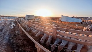 A Day of Lambing Season in Canada [upl. by Collar]