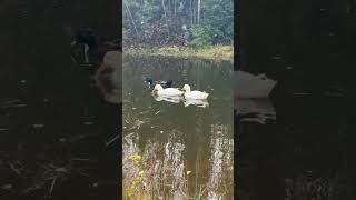 Ducks at Tuulimäki ducks pets finland pet petlover animals animal animallover pethotel [upl. by Yve]