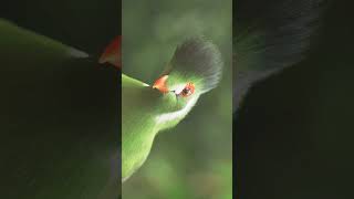 ²🐦☆²² EyeRing  Whitecheeked Turaco Tauraco leucotis in Turaco Family Musophagidae [upl. by Eniwtna114]