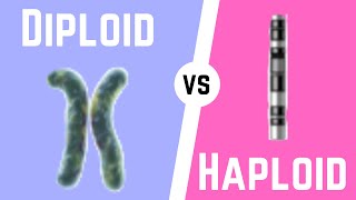 Diploid Cell vs Haploid Cell [upl. by Kape873]