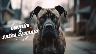 OWNING A PRESA CANARIO [upl. by Raybourne]