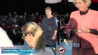 5  INTERNATIONAL HUNDEUDSTILLING  DOG SHOW 2018  HERNING  4 NOVEMBER [upl. by Suiramed]