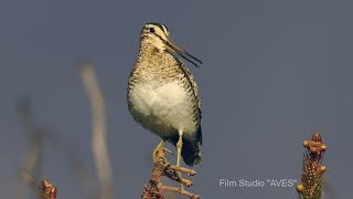 Бекас японский Песня Lathams snipe Заповедник quotКурильскийquot  Film Studio Aves [upl. by Caspar]