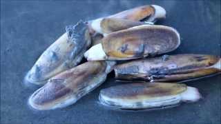 Razor Clam Digging Seabrook WA  Lifestyle [upl. by Kelvin128]