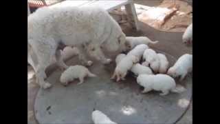 raw fed kuvasz puppies [upl. by Ashien]