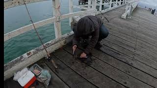 QUEENSCLIFF GEELONG SQUID FISHING [upl. by Candis]