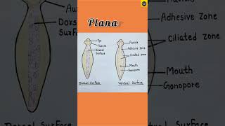 Planaria Diagram  Dorsal Surface and Ventral Surface  TheDrawingAcumen [upl. by Vinni976]