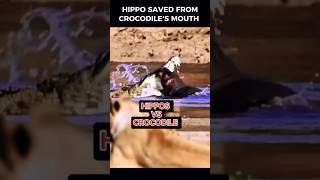 HIPPOS VS CROCODILE  Hippo saved from a crocodile by other hippopotamus hippo [upl. by Kayley679]