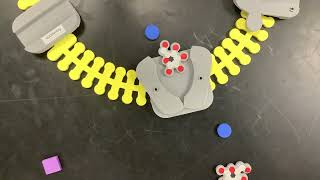 Glucose Na Cotransporter [upl. by Ainslee722]