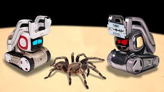 ЧТО ЕСЛИ РОБОТ ANKI COZMO И ANKI VECTOR УВИДЯТ ОГРОМНОГО ПАУКА ДВА ИСКУССТВЕННЫХ ИНТЕЛЛЕКТА VS ПАУК [upl. by Hayley]