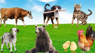 Diverse Animal Colors  Chicken Cat Dog Goat Cow Bear  Animal Adventure [upl. by Balsam469]