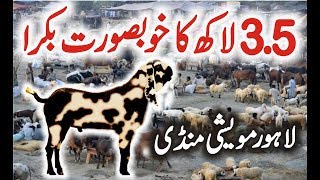 Bakra Mandi Shahpur Lahore 2017  Latest Episode 5  Bakra Mandi Video UrduHindi [upl. by Pierro25]