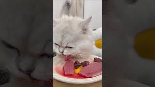 Asmr  asmr sound  asmr cat food cat cutecatsounds asmr cute catseating catfood [upl. by Marsh]