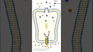 Secondary active transport LEARNefficient LEARNefficientMalayalam [upl. by Derna299]