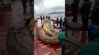 Giant Sea Monsters Caught by Fishermen 🐙🎣GiantSeaCreatures FishingDiscoveries OceanMysteries [upl. by Barde]