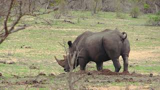 Rhino pooping marking their territory on dung middens in Kruger National Park [upl. by Eillime]