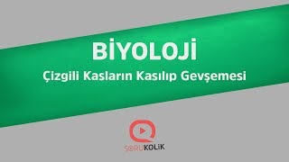 YKS Biyoloji Çizgili Kasların Kasılıp Gevşemesi [upl. by Luigi]