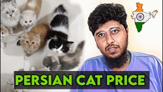 Persian cat price in india  Price of persian cat in india  Persian cat for sale [upl. by Ahsirtap]