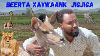 BEERTA XAYAWAAN EE JIGJIGA 2024 [upl. by Haneeja]