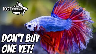 Dont Buy A Betta Fish Without Watching This First 10 Things You Should Know About Betta Fish [upl. by Sander]