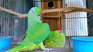 Ringneck Parrot Mating Behaviour [upl. by Sorgalim]