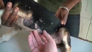 Mangoworms  Dog Videos  Jeffrey found a happy puppy starring Mangoworms and Fatou Parasites [upl. by Akayas920]