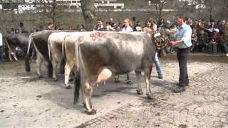 Tiroler Grauvieh Rasse und Züchter [upl. by Garibull]