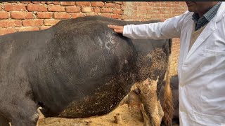 Impaction of rumen l Bloat l Acute tympany l पशुओं में अफ़ारे का इलाज I gasses in rumen l dr umar [upl. by Ataeb554]