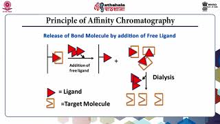 Affinity Chromatography Part A [upl. by Ramos]