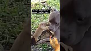 🦫prairie dogs try to chase away pit bulls🐕 [upl. by Tamera723]