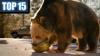 15 Commercials with Bears  Best of all Time Funny Animals [upl. by Eynahpets]