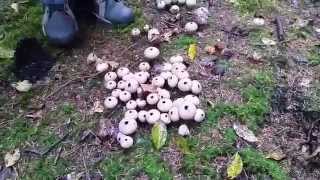 Stepping on Puffball Mushrooms  Natures Little Smoke Bombs  1080HD [upl. by Araid]