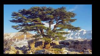 cedars lebanon nature sky trees شجر الارز لبنان [upl. by Keryt]