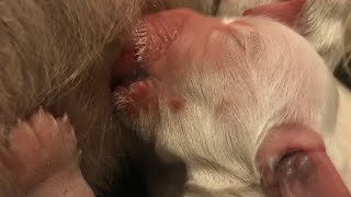 ENGLISH GOLDEN RETRIEVER GIVING BIRTH [upl. by Israel]