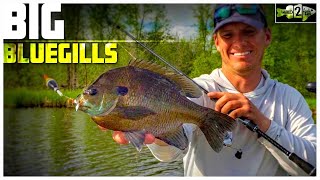 Bluegill Fishing Tips with Bobbers and Plastic Lures [upl. by Benito454]