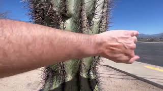 🌵Saguaro of the Day🌵 MISTER CACTUS FACE 😆 Has a Nice Mountain View on La Cañada Dr 🌞💕 [upl. by Fairweather]