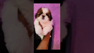 Lhasa puppy play time pet pets petstagram petsofinstagram instapet petsagram viralvideo♥️♥️ [upl. by Aihtnamas]